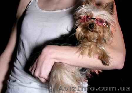 Одежда и аксессуары для йорка - <ro>Изображение</ro><ru>Изображение</ru> #1, <ru>Объявление</ru> #1080772