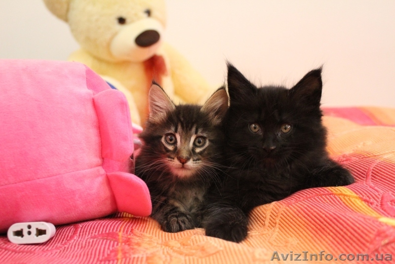 Лучшие Котята Мейн-Кунята Для Вас! - <ro>Изображение</ro><ru>Изображение</ru> #1, <ru>Объявление</ru> #1076581