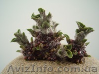 семена картофеля - <ro>Изображение</ro><ru>Изображение</ru> #1, <ru>Объявление</ru> #1074778