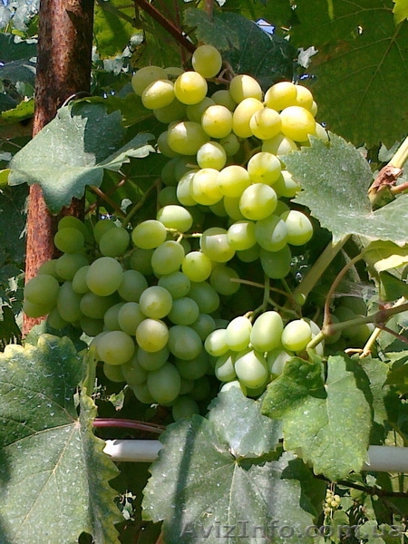  САЖЕНЦЫ винограда В КОНТЕЙНЕРЕ - <ro>Изображение</ro><ru>Изображение</ru> #1, <ru>Объявление</ru> #1074861