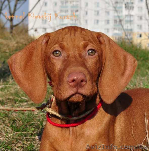 Щенки венгерской выжлы – порода для всей семьи - <ro>Изображение</ro><ru>Изображение</ru> #1, <ru>Объявление</ru> #1089417