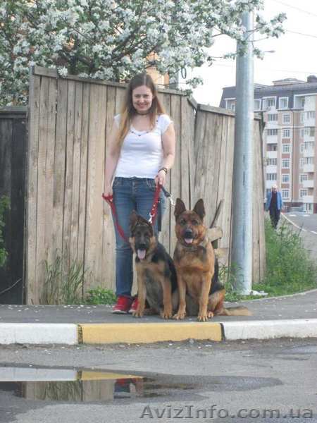 Подрощенный щенок немецкой овчарки.КобельЧепракUKC - <ro>Изображение</ro><ru>Изображение</ru> #1, <ru>Объявление</ru> #1093023