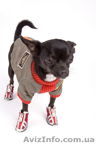 Одежда и обувь для карликого пинчера - <ro>Изображение</ro><ru>Изображение</ru> #1, <ru>Объявление</ru> #1084834