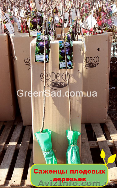 Саженцы плодовых деревьев - <ro>Изображение</ro><ru>Изображение</ru> #1, <ru>Объявление</ru> #1095828