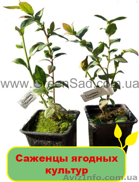 Саженцы ягодных культур - <ro>Изображение</ro><ru>Изображение</ru> #1, <ru>Объявление</ru> #1095829
