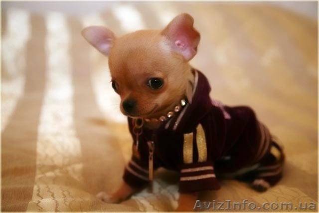 Одежда обувь и аксессуары для чихуа-хуа - <ro>Изображение</ro><ru>Изображение</ru> #1, <ru>Объявление</ru> #1086893