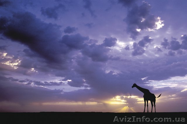 Путешествие в знаменитый Крюгер-парк  ЮАР. Экскурсии. - <ro>Изображение</ro><ru>Изображение</ru> #1, <ru>Объявление</ru> #1095770