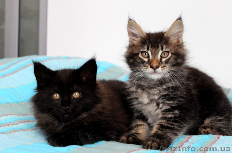 Очаровательные Котята Мейн-Кунята - <ro>Изображение</ro><ru>Изображение</ru> #1, <ru>Объявление</ru> #1083631