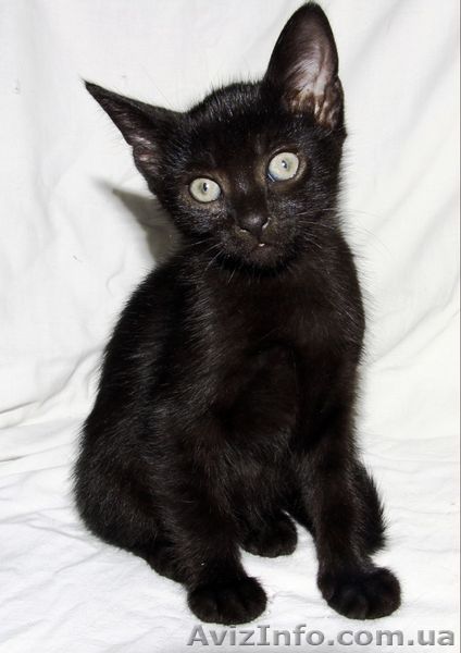 подарю очаровательную кошечку - <ro>Изображение</ro><ru>Изображение</ru> #1, <ru>Объявление</ru> #1094016