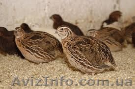 Куплю перепелов в Киеве - <ro>Изображение</ro><ru>Изображение</ru> #1, <ru>Объявление</ru> #1087312
