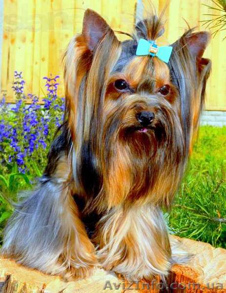 Вязка с мини Йорком, с инструктором - <ro>Изображение</ro><ru>Изображение</ru> #1, <ru>Объявление</ru> #1109766