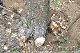 Корчевание пней: удаление пней, корчевание пней Киев - <ro>Изображение</ro><ru>Изображение</ru> #1, <ru>Объявление</ru> #1101200