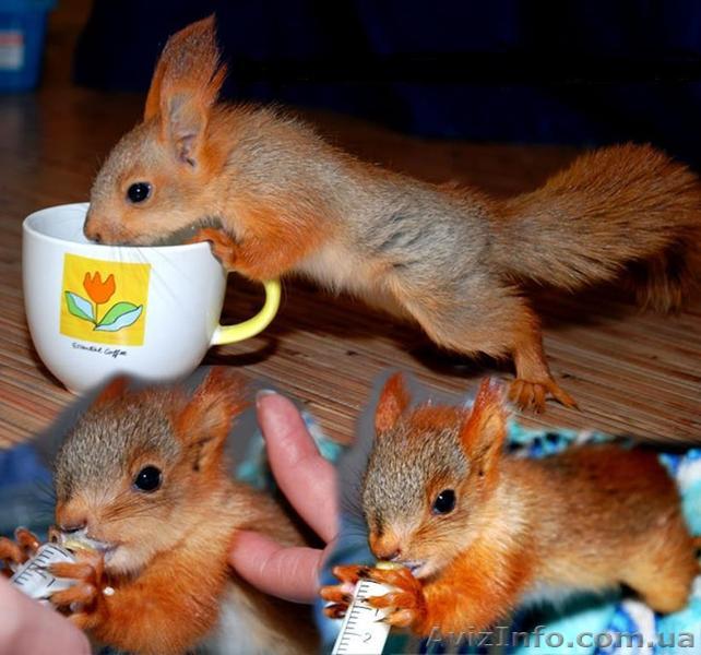 Полностью ручные бельчата в наличии! бельчата выкормыши - <ro>Изображение</ro><ru>Изображение</ru> #1, <ru>Объявление</ru> #1117335