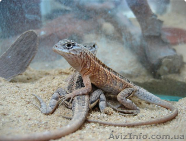 Название вида: Игуана мадагаскарская (Oplurus cuvieri) в наличии особи 20-25 см  - <ro>Изображение</ro><ru>Изображение</ru> #1, <ru>Объявление</ru> #1117345