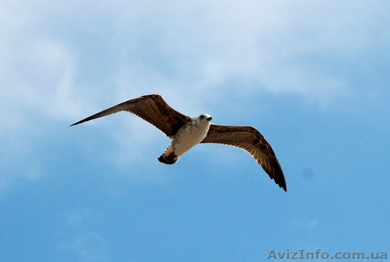 Уроки сценической речи, дикции, риторики. - <ro>Изображение</ro><ru>Изображение</ru> #1, <ru>Объявление</ru> #1124820