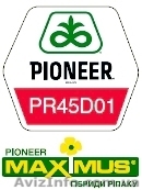 Семена озимого рапса  - <ro>Изображение</ro><ru>Изображение</ru> #1, <ru>Объявление</ru> #1121306