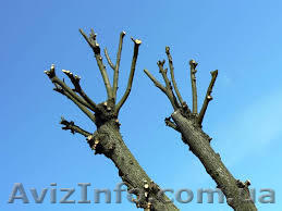  Обрезка (кронирование, чистка деревьев) - <ro>Изображение</ro><ru>Изображение</ru> #1, <ru>Объявление</ru> #1122223