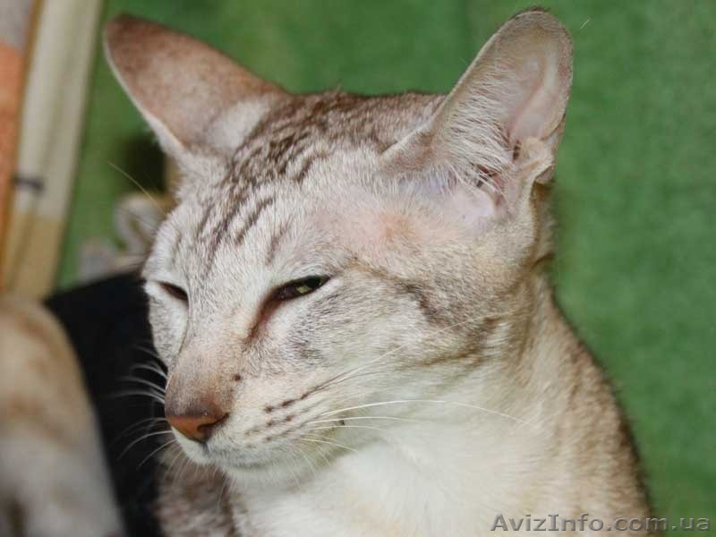 Ориентальная серебристая макрелевая - <ro>Изображение</ro><ru>Изображение</ru> #1, <ru>Объявление</ru> #1122230