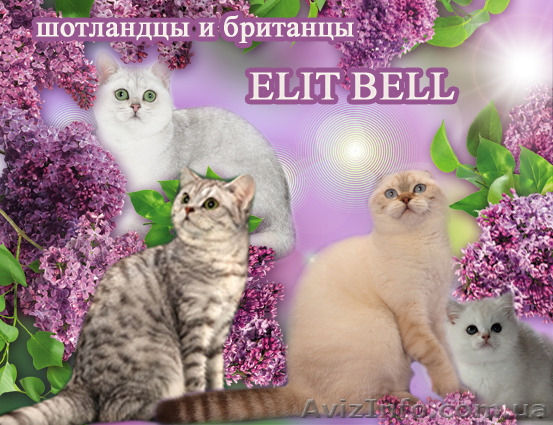 Вислоушки и прямоушки - шотландские котята - <ro>Изображение</ro><ru>Изображение</ru> #1, <ru>Объявление</ru> #1123852