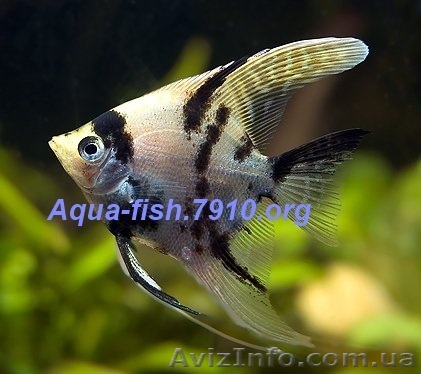 Интернет-магазин "Aqua-fish.7910" - <ro>Изображение</ro><ru>Изображение</ru> #1, <ru>Объявление</ru> #1135582