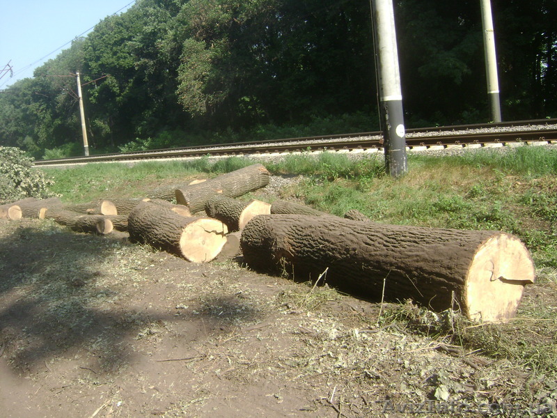 Куплю дуб кругляк - <ro>Изображение</ro><ru>Изображение</ru> #1, <ru>Объявление</ru> #1139328