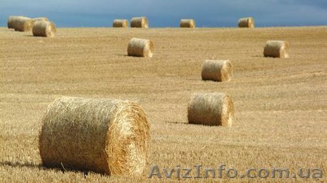 Продам сено оптом, в наличии 30 тонн. Звони. - <ro>Изображение</ro><ru>Изображение</ru> #1, <ru>Объявление</ru> #1139963