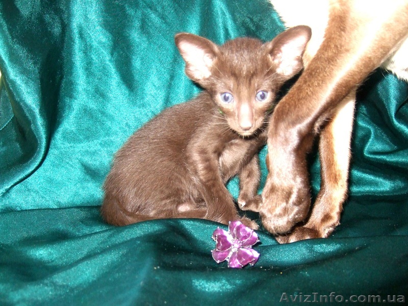 сиамские  и ориентальные котята - <ro>Изображение</ro><ru>Изображение</ru> #1, <ru>Объявление</ru> #1130897