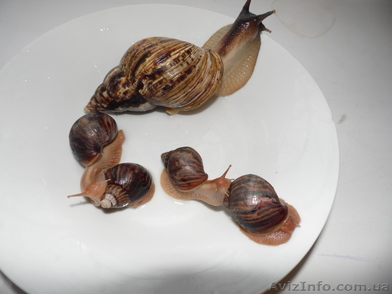 Гигантские африканские улитки-косметологи Ахатина - <ro>Изображение</ro><ru>Изображение</ru> #1, <ru>Объявление</ru> #1133967