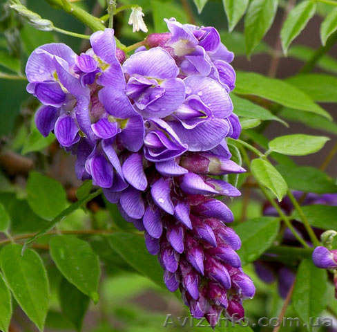 Глициния продажа в Украине оптом - <ro>Изображение</ro><ru>Изображение</ru> #1, <ru>Объявление</ru> #1143900