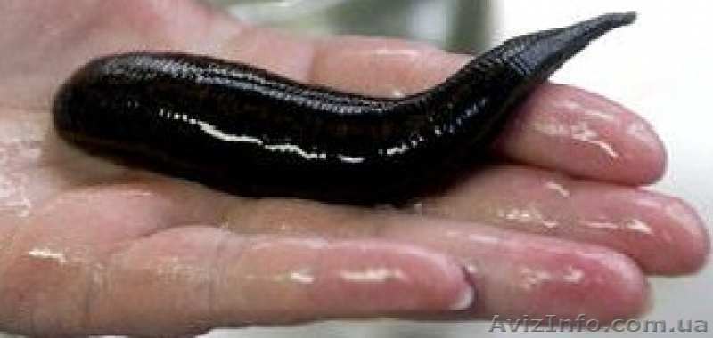 Пиявки медицинские сертифицированные - <ro>Изображение</ro><ru>Изображение</ru> #1, <ru>Объявление</ru> #1149890