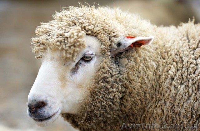 Продам баранов              - <ro>Изображение</ro><ru>Изображение</ru> #1, <ru>Объявление</ru> #1144478