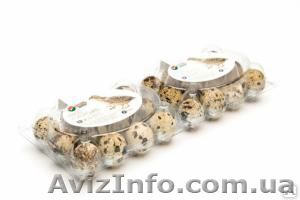 Лоток пластиковый под перепелиные яйца. - <ro>Изображение</ro><ru>Изображение</ru> #1, <ru>Объявление</ru> #1149358