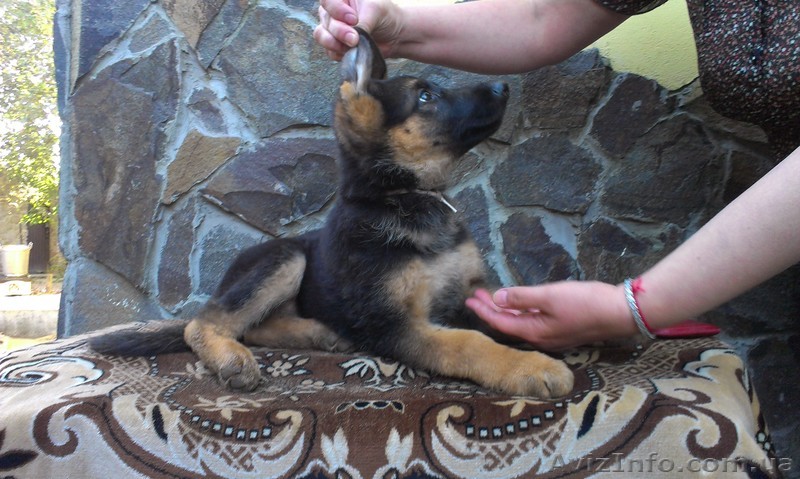 Немецкая овчарка щенки Чешско-Немецкие крови - <ro>Изображение</ro><ru>Изображение</ru> #1, <ru>Объявление</ru> #1149218