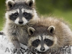 Енот Полоскун. Ручные малыши  купить можно у нас     - <ro>Изображение</ro><ru>Изображение</ru> #1, <ru>Объявление</ru> #1147245