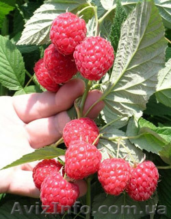 Саджанці малини Глен Ампл, Ковичан, Ляшка, Полка - <ro>Изображение</ro><ru>Изображение</ru> #1, <ru>Объявление</ru> #1151610