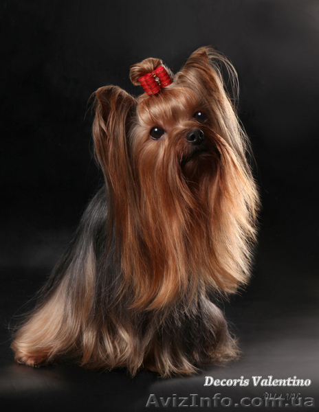 Йоркширский терьер.Вязка. - <ro>Изображение</ro><ru>Изображение</ru> #1, <ru>Объявление</ru> #1146252