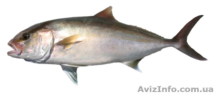 Хамачи желтохвост в Киеве.  - <ro>Изображение</ro><ru>Изображение</ru> #1, <ru>Объявление</ru> #1160485