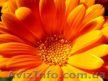 Житкий экстракт ромашки - <ro>Изображение</ro><ru>Изображение</ru> #1, <ru>Объявление</ru> #1159933