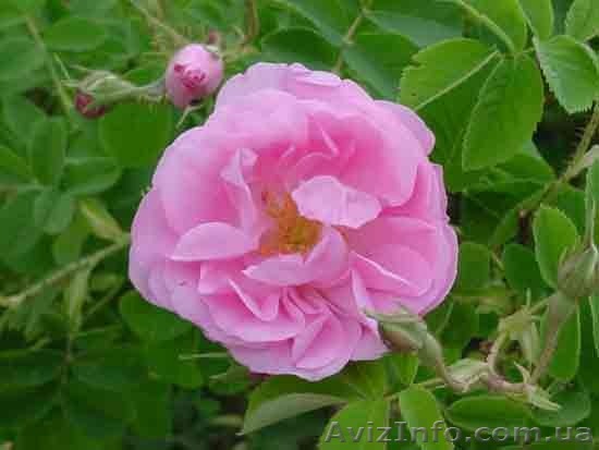 Душистая вода "Розовая" - 100 мл - <ro>Изображение</ro><ru>Изображение</ru> #1, <ru>Объявление</ru> #1162181