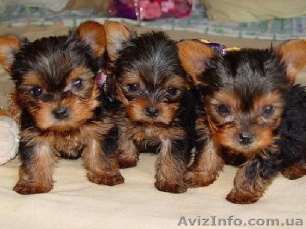 красивые щенки йоркширского терьера - <ro>Изображение</ro><ru>Изображение</ru> #1, <ru>Объявление</ru> #1163801