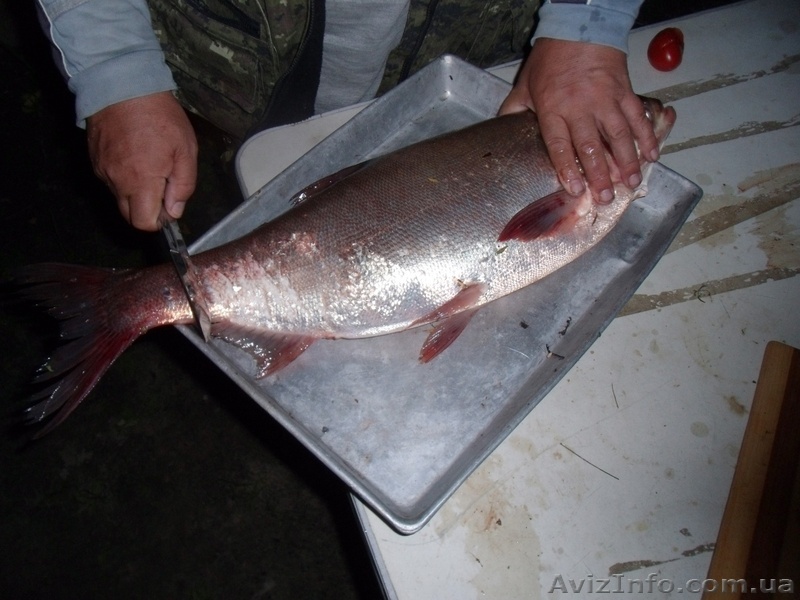 Толстолобик. Живая рыба - <ro>Изображение</ro><ru>Изображение</ru> #1, <ru>Объявление</ru> #1159354