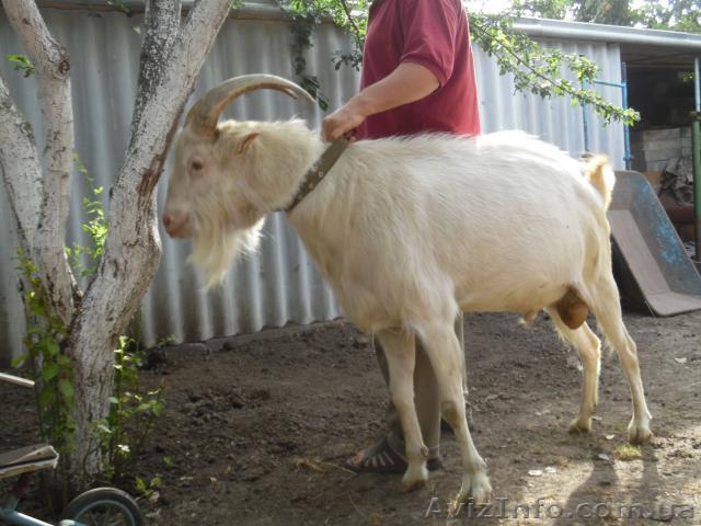 Чистокровный козлик ламанч для случки от молочной козы в Киевской обл., с. Ставы - <ro>Изображение</ro><ru>Изображение</ru> #1, <ru>Объявление</ru> #1170009