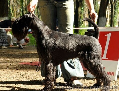 Щенки миттельшнауцера черные,  от элитных родителей,документы КСУ - <ro>Изображение</ro><ru>Изображение</ru> #1, <ru>Объявление</ru> #1178458