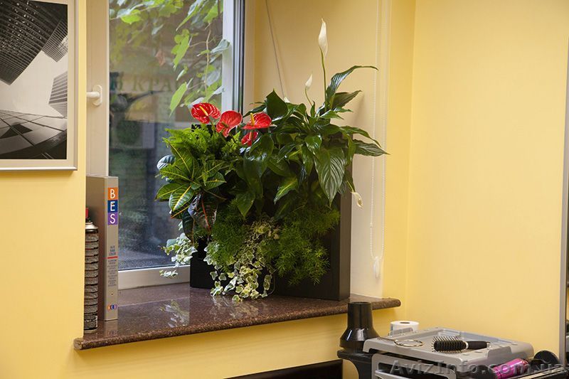 Картины из живых растений, вертикальное озеленение интерьеров - <ro>Изображение</ro><ru>Изображение</ru> #1, <ru>Объявление</ru> #1172127