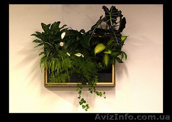 Озеленение интерьера - <ro>Изображение</ro><ru>Изображение</ru> #1, <ru>Объявление</ru> #1177853