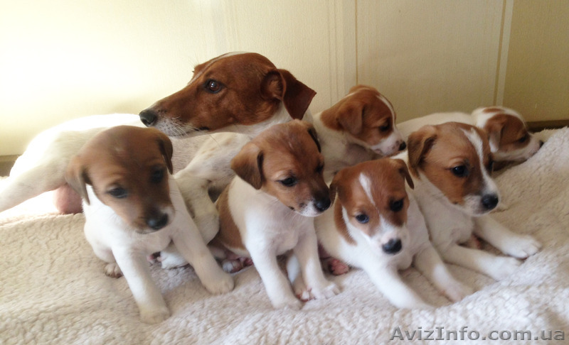 Продаются щенки Джек Рассел Терьера (Парсон).  - <ro>Изображение</ro><ru>Изображение</ru> #1, <ru>Объявление</ru> #1171146