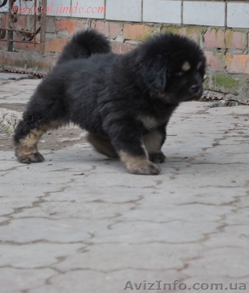 щенки тибетского мастифа - <ro>Изображение</ro><ru>Изображение</ru> #1, <ru>Объявление</ru> #1210411