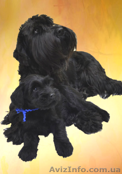 Предлагается щенок мальчик миттельшнауцера черный - <ro>Изображение</ro><ru>Изображение</ru> #1, <ru>Объявление</ru> #1211522