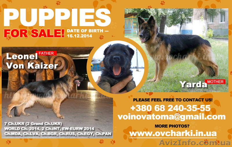 Щенки длинники от отличных родителей. - <ro>Изображение</ro><ru>Изображение</ru> #1, <ru>Объявление</ru> #1204206