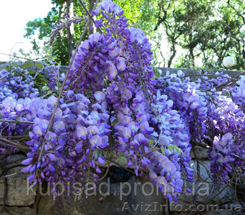 Глициния купить в Украине, саженцы Глициния (Вистерия) розница, опт - <ro>Изображение</ro><ru>Изображение</ru> #1, <ru>Объявление</ru> #1212289